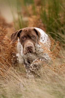 Étalon Braque français, type Pyrenees (petite taille) - TR. CH. Tatanka du Milobre de Bouisse