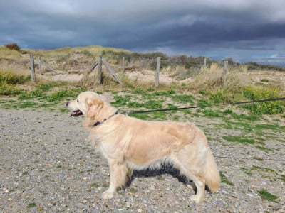 The show must go on des jardins d'epona