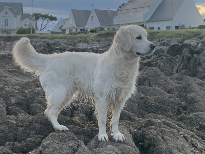 Étalon Golden Retriever - Thaly de bihan ki breizh