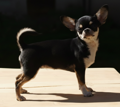 Étalon Chihuahua - Poupoupidou Du Château Du Hohnack