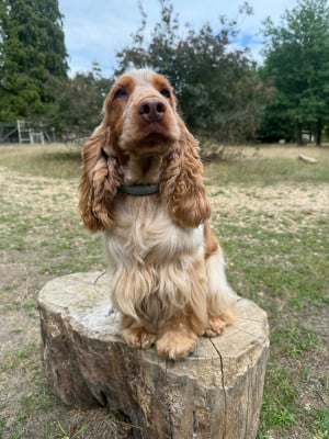 Étalon Cocker Spaniel Anglais - Sky de la vignelais