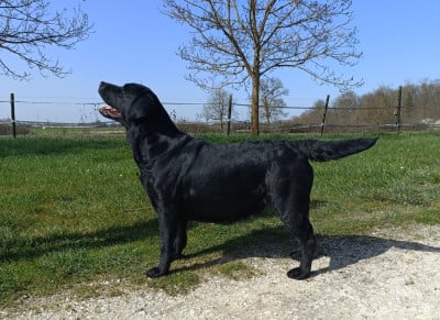 Étalon Labrador Retriever - Sang d'ebene du pré de l'égvonne