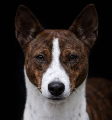 Étalon Basenji - Star is born du Chemin de la Lune aux Reves