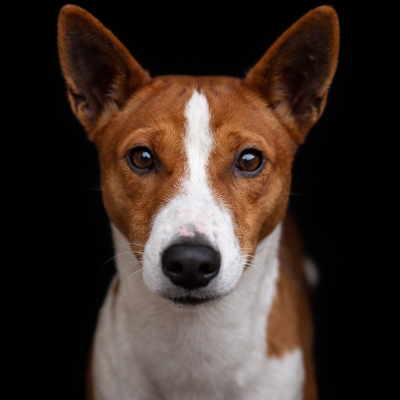 Étalon Basenji - Shakira du Chemin de la Lune aux Reves