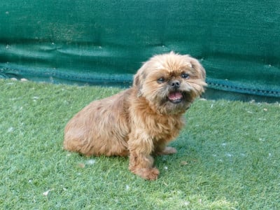 Étalon Shih Tzu - Roxanne Du Temps Des Amazones