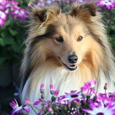 Étalon Shetland Sheepdog - Rocky balboa Du caire de la prairie