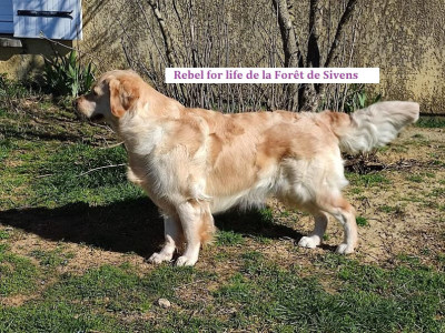 Étalon Golden Retriever - Rebel for life de la Forêt de Sivens