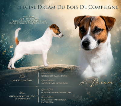 Étalon Jack Russell Terrier - Special dream du Bois de Compiègne