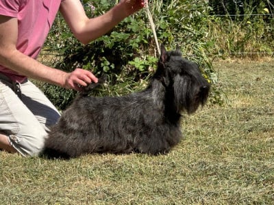 Étalon Scottish Terrier - Gabéric's Summer dream