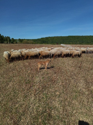 Étalon Berger des Pyrenees à poil long - Odge Du Berger Ancestral