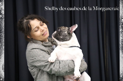 Étalon Bouledogue français - Shelby des Caubes de la Morganeraie