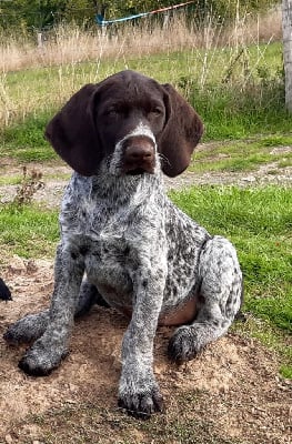 Étalon Chien d'arrêt allemand à poil dur - Twix Des Bords De La Blies