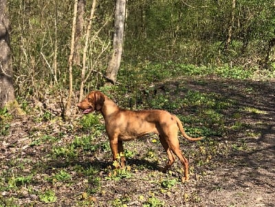 Étalon Braque hongrois à poil court (Vizsla) - Pepper Du champ cleuet