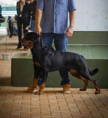 Étalon Rottweiler - Ragnar vom Haus Metzgerhund