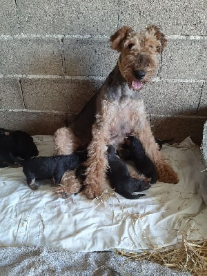 Étalon Airedale Terrier - Rose (Sans Affixe)