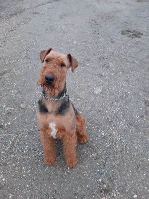 Étalon Airedale Terrier - Mister muscle de Larrekia