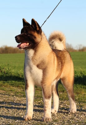 Étalon Akita americain - redient Vow winchester