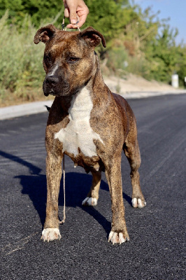 Étalon American Staffordshire Terrier - Artemis made by appel
