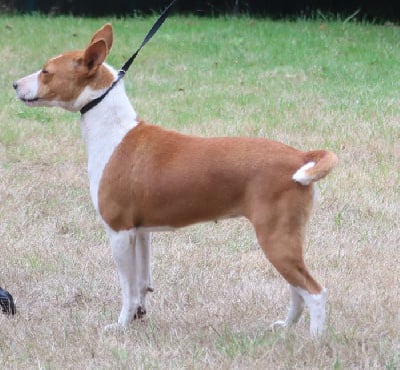 Étalon Basenji - Shakira du Chemin de la Lune aux Reves