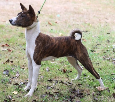 Étalon Basenji - Star is born du Chemin de la Lune aux Reves