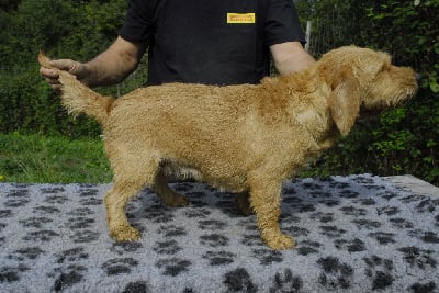 Étalon Basset fauve de Bretagne - Lola du rallye de la borde