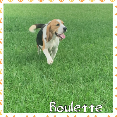 Étalon Beagle - Roulette De la vallee des trappeurs