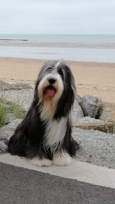 Étalon Bearded Collie - CH. Legende de Chester