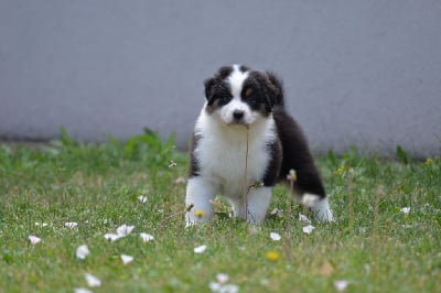 Étalon Berger Australien - silver dream aussie's Zephir zulu