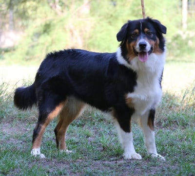 Étalon Berger Australien - Roxie Aurely's Dogs