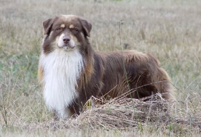 Étalon Berger Australien - Luna eclipse looky Of Baiwells Royal Aussies