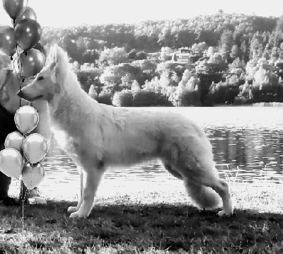 Étalon Berger Blanc Suisse - Torrent trinita De La Divine Blanche