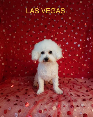 Étalon Bichon Frise - Las vegas Des poupons frises