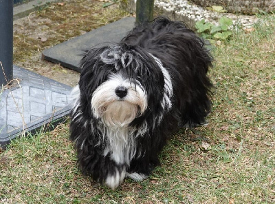 Étalon Bichon Havanais - Vasco de la vallée du rêve