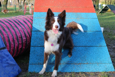 Étalon Border Collie - CH. Spirit pretty lili crafty fox