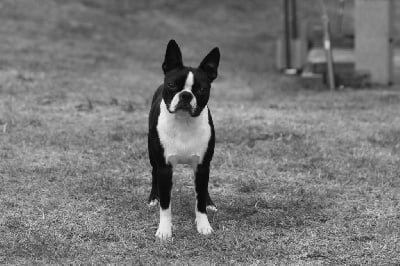 Étalon Boston Terrier - Sansa Du Castel Dark