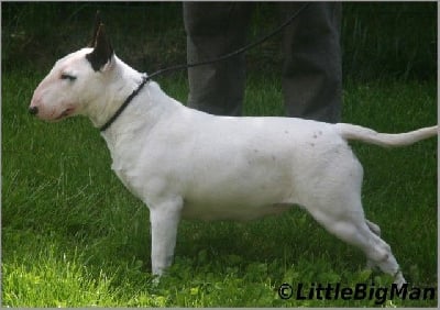 Étalon Bull Terrier - R'loukoum Of the little big man