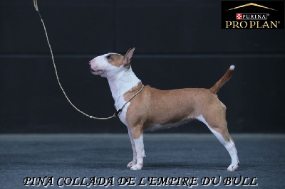 Étalon Bull Terrier Miniature - Pina collada de l'Empire du Bull