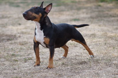 Étalon Bull Terrier Miniature - Rebelle Du Trésor Des Mines