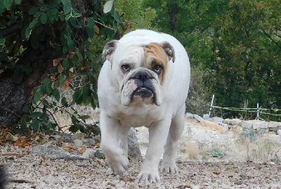 Étalon Bulldog Anglais - Roselyne De La Maison Henriette