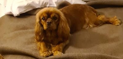 Étalon Cavalier King Charles Spaniel - Paloma Du clos de larpege