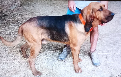 Étalon Chien de Saint-Hubert - Olaf De La Porte Des Hautes Landes