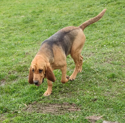 Étalon Chien de Saint-Hubert - Stella des menthes sauvages