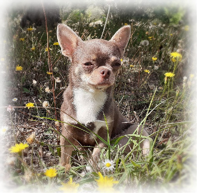 Étalon Chihuahua - Satine divine Des Merveilles Du Tilleul