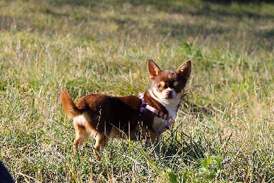 Étalon Chihuahua - Sharming cooky Du Castel Des Petits Coeurs