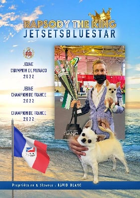 Étalon Chihuahua - CH. Rapsody thé king. jet set s blue star