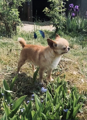 Étalon Chihuahua - N'alaska Du Domaine Des Deux Joyaux