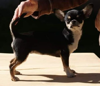 Étalon Chihuahua - Poupoupidou Du Château Du Hohnack