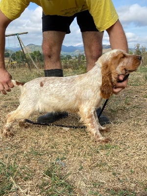 Étalon Cocker Spaniel Anglais - Tic De sandie landes