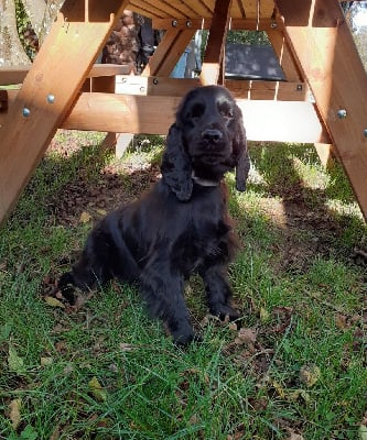 Étalon Cocker Spaniel Anglais - Reptincel Of Shepherd's Paw