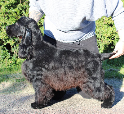 Étalon Cocker Spaniel Anglais - Dream Of Best In Show Tic tac boom